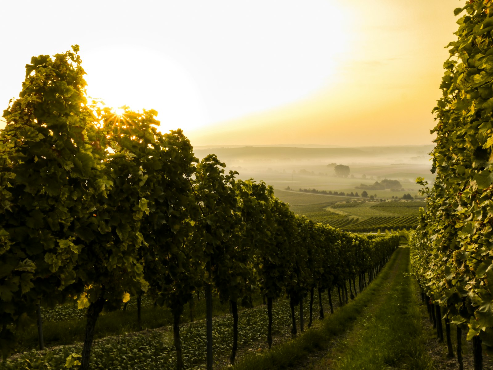 Vineyard landscape in France